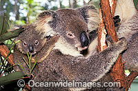 Koala mother with baby Photo - Gary Bell