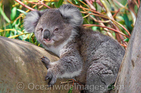 Koala Phascolarctos cinereus photo