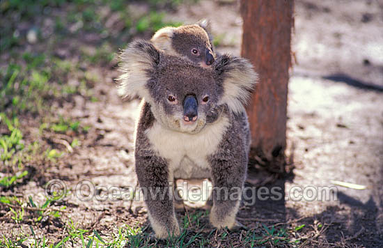 Koala mother with baby photo