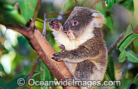 Baby Koala in gum tree Photo - Gary Bell