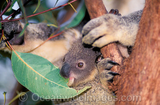 3 Species Of Koalas Diet