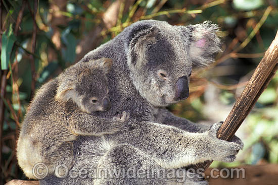 Koala mother with baby photo