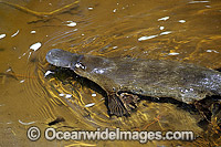 Duck-billed Platypus Photo - Gary Bell