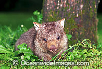 Baby Common Wombat Vombatus ursinus Photo - Gary Bell