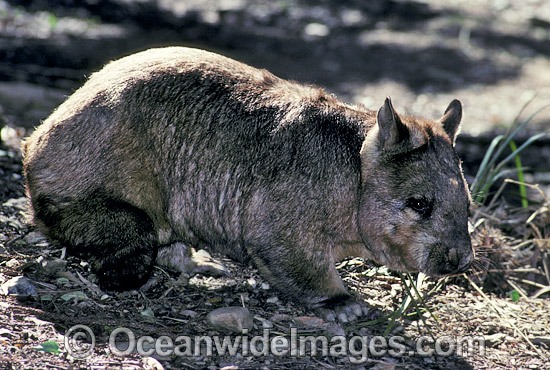 Southern Hairy-nosed Wombat photo