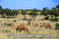 Feral Camels Camelus dromedarius Photo - Gary Bell