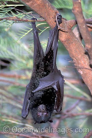 Fruit Bat photo