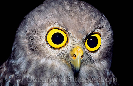 Barking Owl Ninox connivens photo