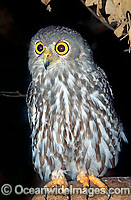 Barking Owl Ninox connivens Photo - Gary Bell