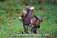 Wedge-tailed Eagle Aquila audax Photo - Gary Bell