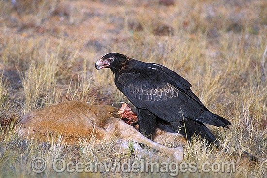Wedge-tailed Eagle feeding on Kangaroo carcass photo