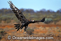 Wedge-tailed Eagle in flight Photo - Gary Bell