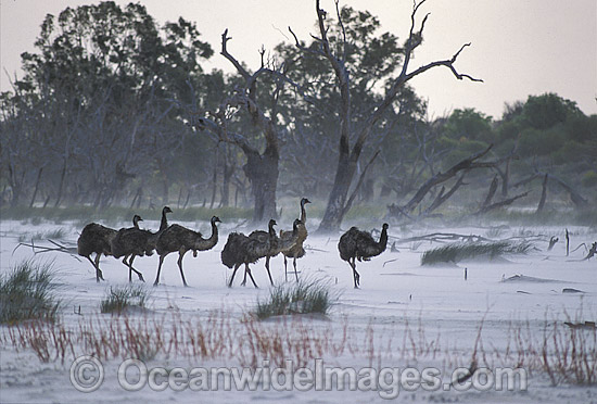 Flock of Emus in sand storm photo