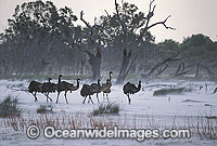Flock of Emus in sand storm Photo - Gary Bell