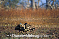Pair of Emus Photo - Gary Bell