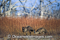 Pair of Emus Dromaius novaehollandiae Photo - Gary Bell