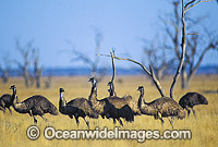 Flock of Emus Photo - Gary Bell