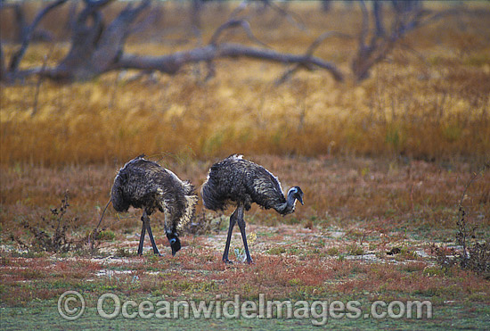 Pair of Emus photo