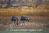 Pair of Emus Photo - Gary Bell