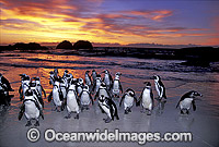 African Penguins Spheniscus demersus Photo - Gary Bell