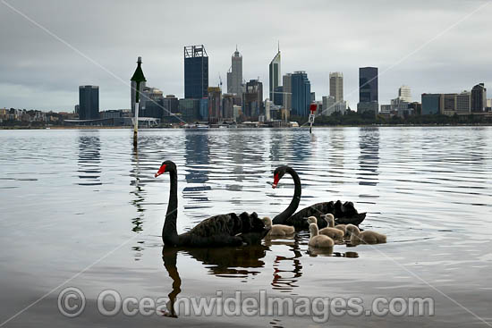 Perth and Black Swans photo
