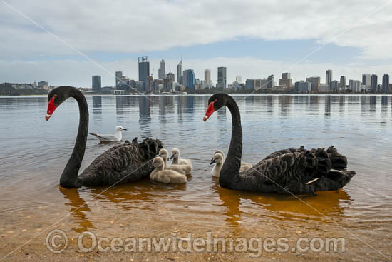 Perth and Black Swans photo