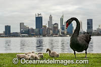 Swan River Perth Photo - Gary Bell