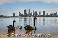 Perth and Black Swans Photo - Gary Bell
