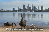 Swan River Perth Photo - Gary Bell