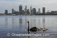 Black Swans Perth Photo - Gary Bell