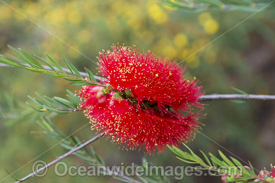 Robin Redbreast wildflower photo