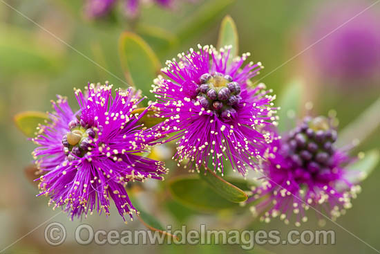 Melaleuca wildflower photo