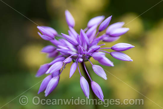 Purple Tassel wildflower photo
