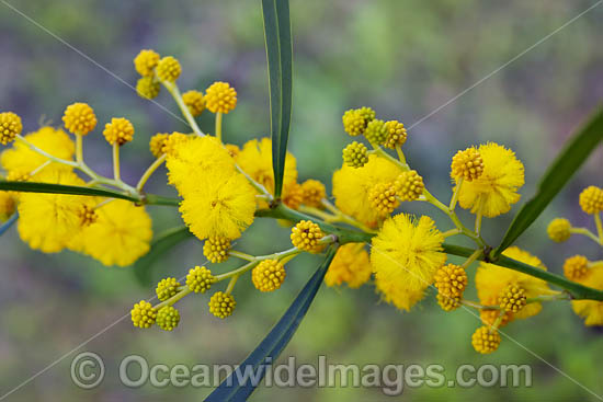 Goldern Wattle wildflower photo