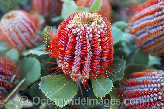 Scarlet Banksia wildflower photo