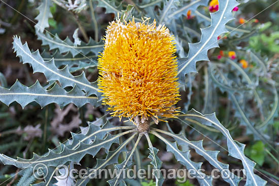 Audax Banksia wildflower photo