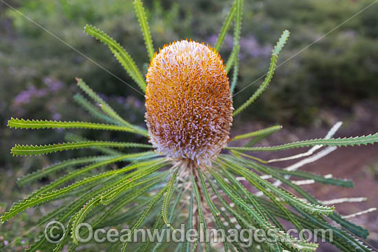 Hooker's Banksia wildflower photo