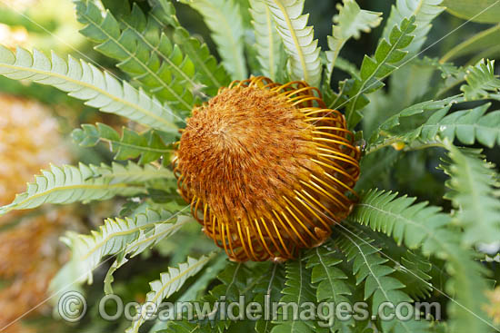 Formosa Banksia wildflower photo