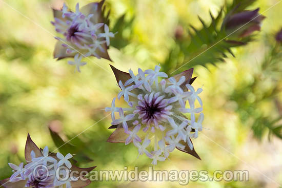 Pimelea wildflower photo