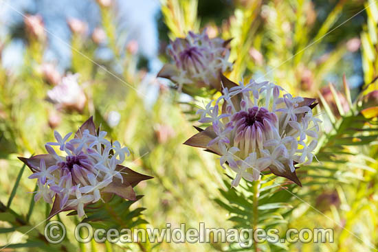 Pimelea wildflower photo