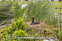Black Swan on nest Photo - Gary Bell