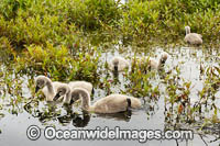 Black Swan with cygnets Photo - Gary Bell
