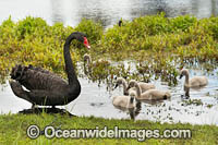 Black Swan with cygnets Photo - Gary Bell