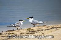 Crested Terns Bermagui Photo - Gary Bell