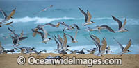 Crested Terns Bermagui Photo - Gary Bell