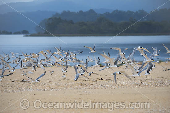Crested Terns Lake Wallaga photo
