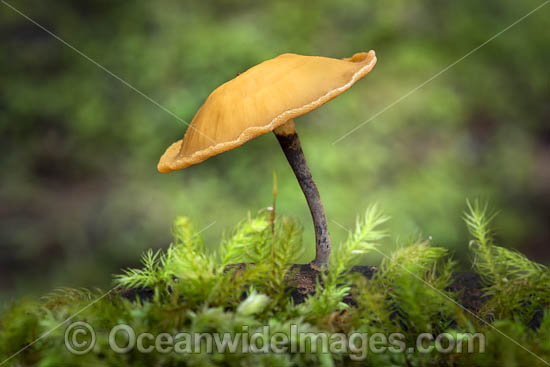 Rainforest Fungi Coffs photo