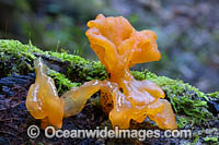 Witches Butter Fungi Photo - Gary Bell