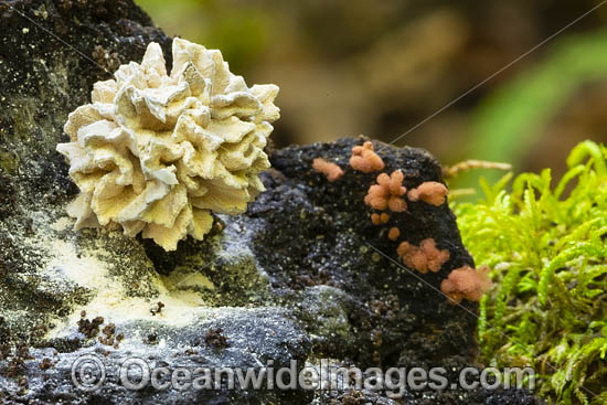 White Fungi photo