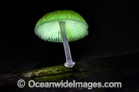 Bioluminescent Fungi Photo - Gary Bell